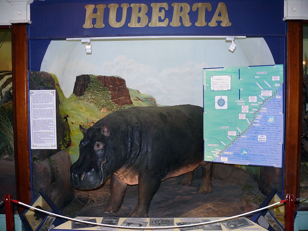Huberta the Hippo display at Amathole Museum © Morné van Rooyen/WikiCommons